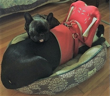 Cocoa in her raincoat