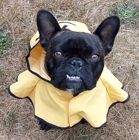 Cocoa in her raincoat